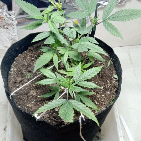 OG KUSH x KEROSEN growlog timeline photo