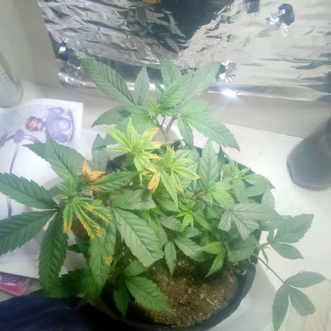 OG KUSH x KEROSEN growlog timeline photo