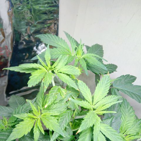 OG KUSH x KEROSEN growlog timeline photo