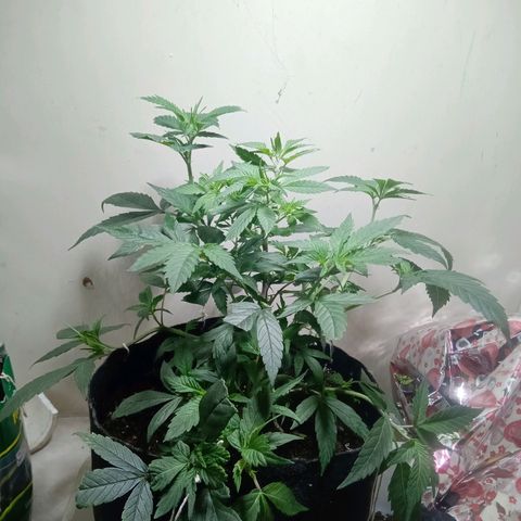 OG KUSH x KEROSEN growlog timeline photo