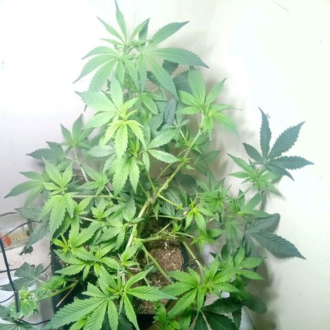 OG KUSH x KEROSEN growlog timeline photo