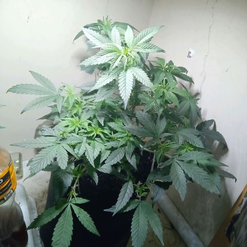 OG KUSH x KEROSEN growlog timeline photo