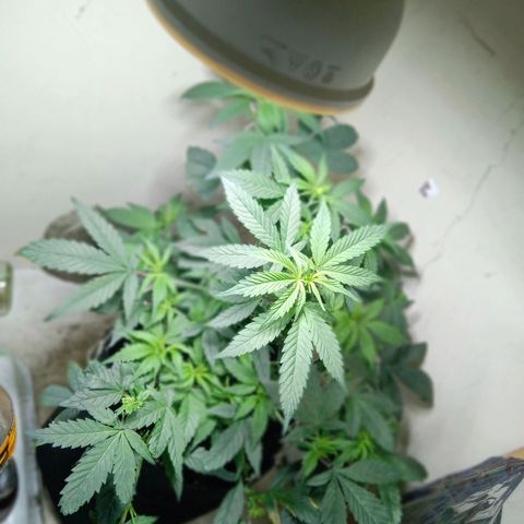 OG KUSH x KEROSEN growlog timeline photo