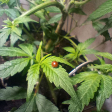 OG KUSH x KEROSEN growlog timeline photo