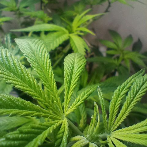 OG KUSH x KEROSEN growlog timeline photo