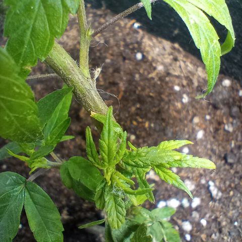 OG KUSH x KEROSEN growlog timeline photo