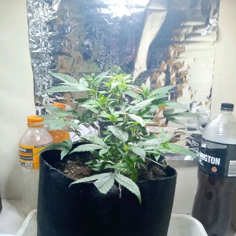 OG KUSH x KEROSEN growlog timeline photo