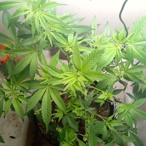 OG KUSH x KEROSEN growlog timeline photo