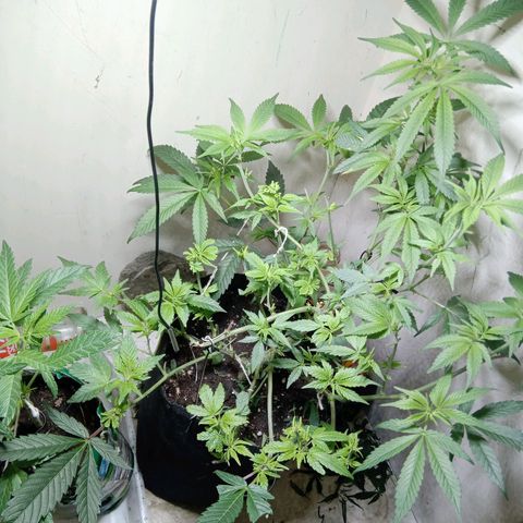 OG KUSH x KEROSEN growlog timeline photo