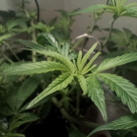OG KUSH x KEROSEN growlog timeline photo