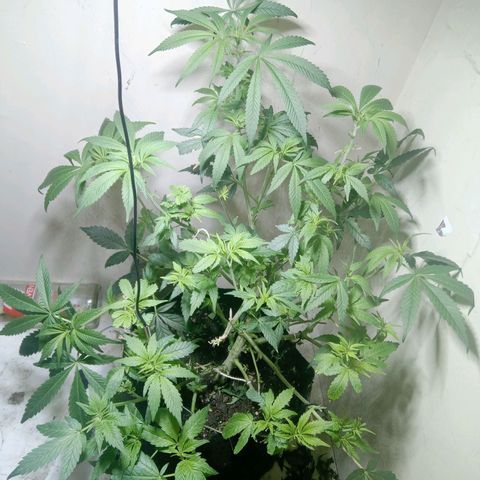 OG KUSH x KEROSEN growlog timeline photo