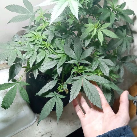 OG KUSH x KEROSEN growlog timeline photo
