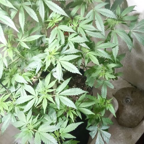 OG KUSH x KEROSEN growlog timeline photo