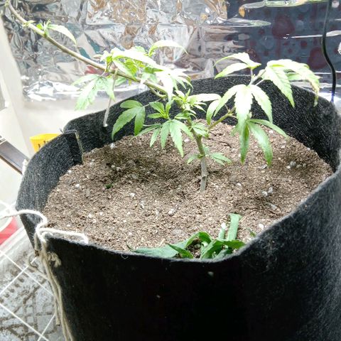 OG KUSH x KEROSEN growlog timeline photo