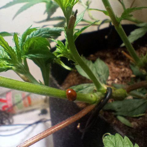 OG KUSH x KEROSEN growlog timeline photo