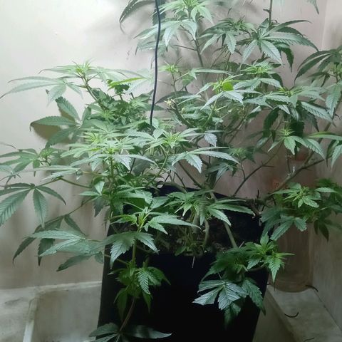 OG KUSH x KEROSEN growlog timeline photo