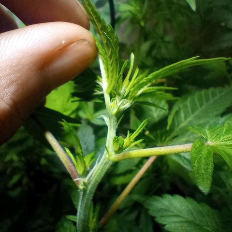 OG KUSH x KEROSEN growlog timeline photo