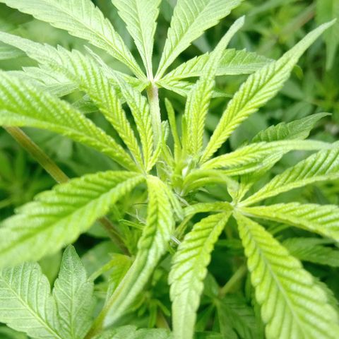 OG KUSH x KEROSEN growlog timeline photo