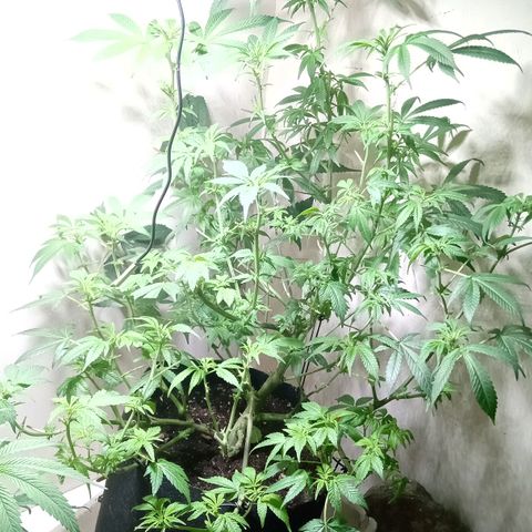OG KUSH x KEROSEN growlog timeline photo
