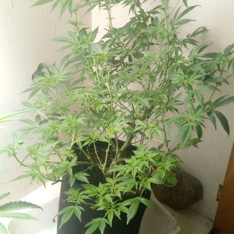 OG KUSH x KEROSEN growlog timeline photo