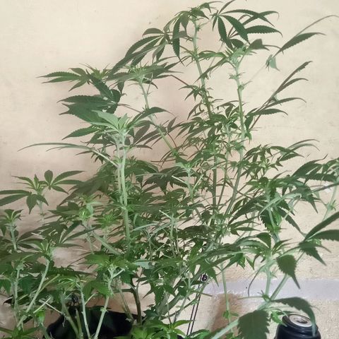 OG KUSH x KEROSEN growlog timeline photo