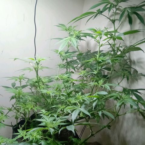 OG KUSH x KEROSEN growlog timeline photo