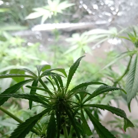 OG KUSH x KEROSEN growlog timeline photo