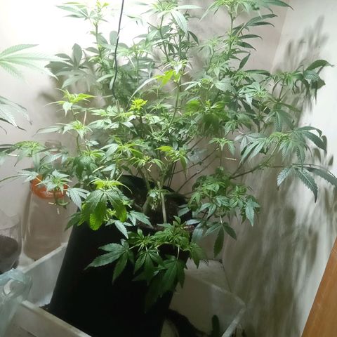 OG KUSH x KEROSEN growlog timeline photo