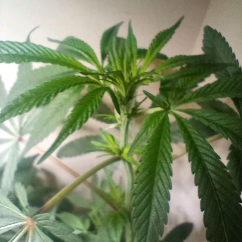 OG KUSH x KEROSEN growlog timeline photo