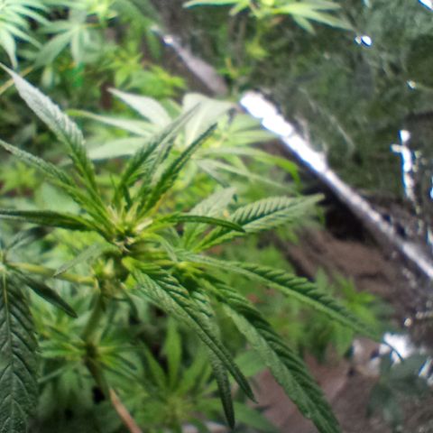 OG KUSH x KEROSEN growlog timeline photo