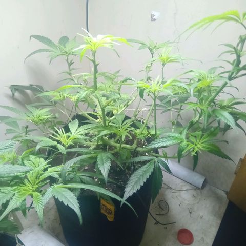 OG KUSH x KEROSEN growlog timeline photo