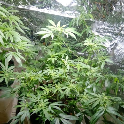 OG KUSH x KEROSEN growlog timeline photo