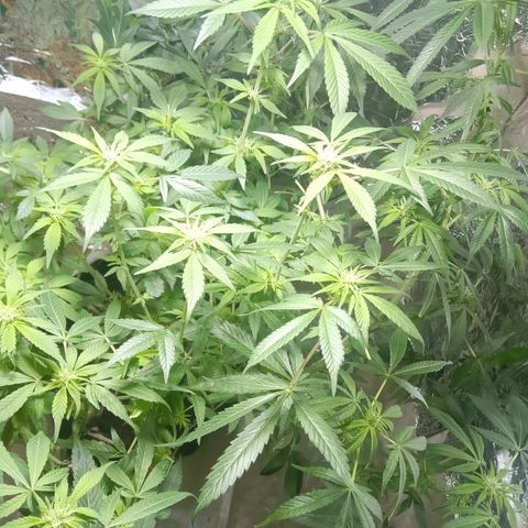 OG KUSH x KEROSEN growlog timeline photo