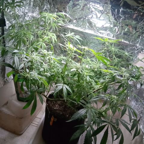OG KUSH x KEROSEN growlog timeline photo
