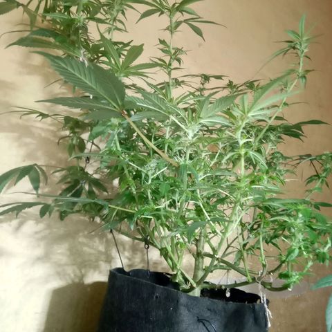 OG KUSH x KEROSEN growlog timeline photo