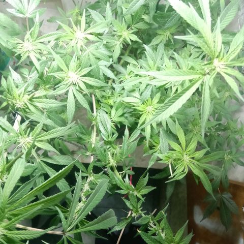 OG KUSH x KEROSEN growlog timeline photo