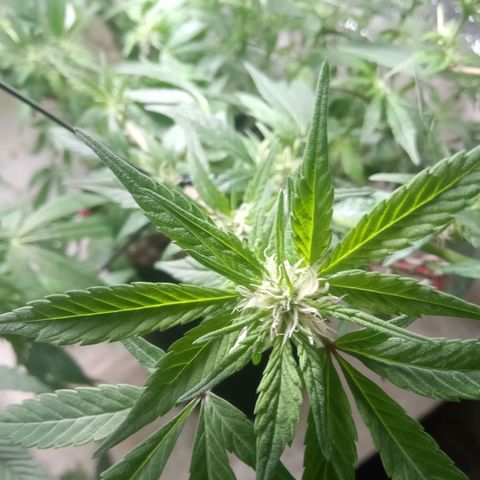 OG KUSH x KEROSEN growlog timeline photo