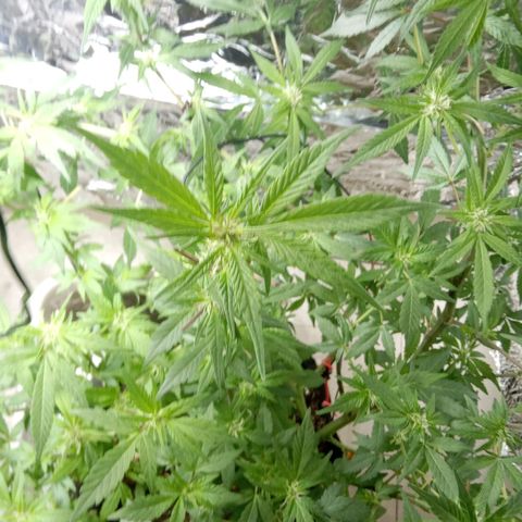 OG KUSH x KEROSEN growlog timeline photo
