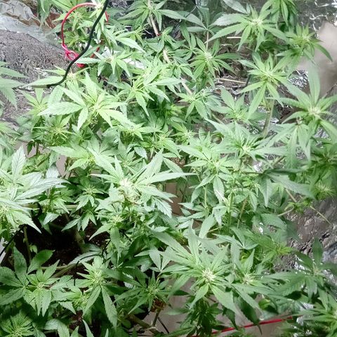 OG KUSH x KEROSEN growlog timeline photo
