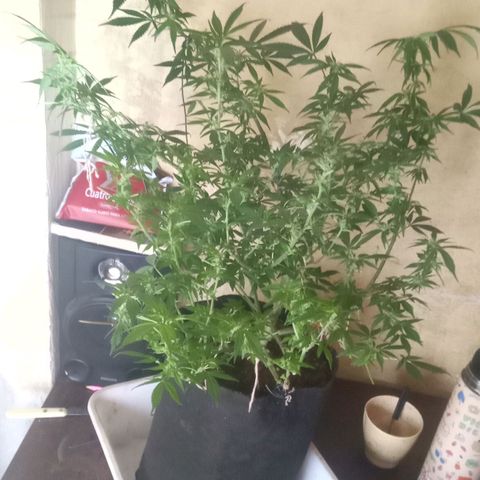 OG KUSH x KEROSEN growlog timeline photo