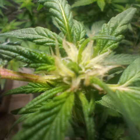 OG KUSH x KEROSEN growlog timeline photo