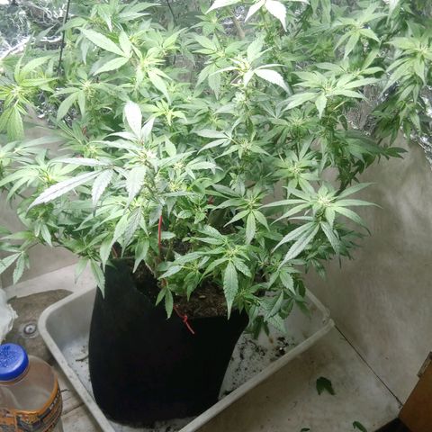 OG KUSH x KEROSEN growlog timeline photo