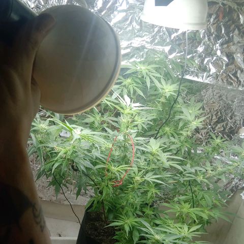 OG KUSH x KEROSEN growlog timeline photo