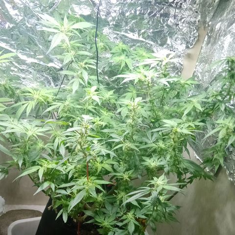 OG KUSH x KEROSEN growlog timeline photo