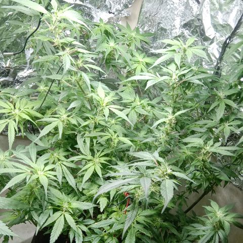 OG KUSH x KEROSEN growlog timeline photo