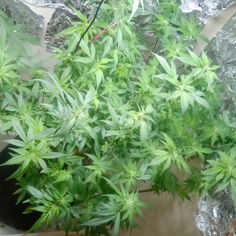 OG KUSH x KEROSEN growlog timeline photo