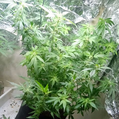 OG KUSH x KEROSEN growlog timeline photo