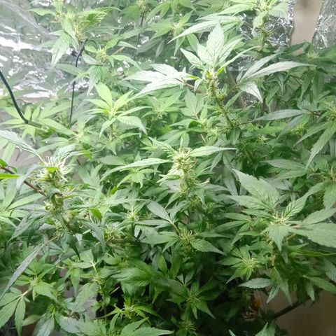 OG KUSH x KEROSEN growlog timeline photo