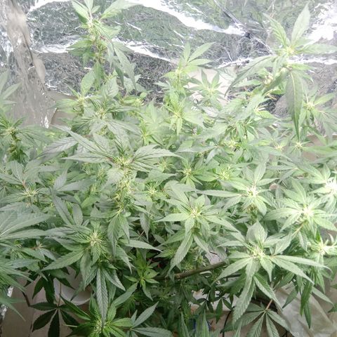 OG KUSH x KEROSEN growlog timeline photo
