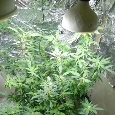 OG KUSH x KEROSEN growlog timeline photo